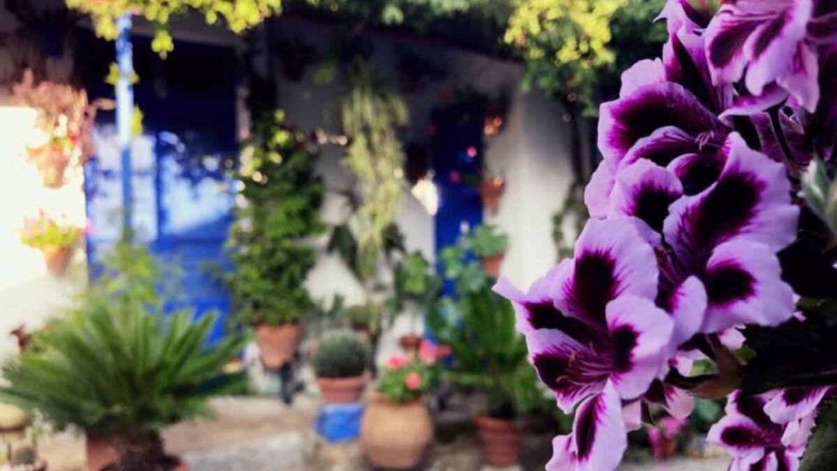 "Patios abiertos, patios en flor"