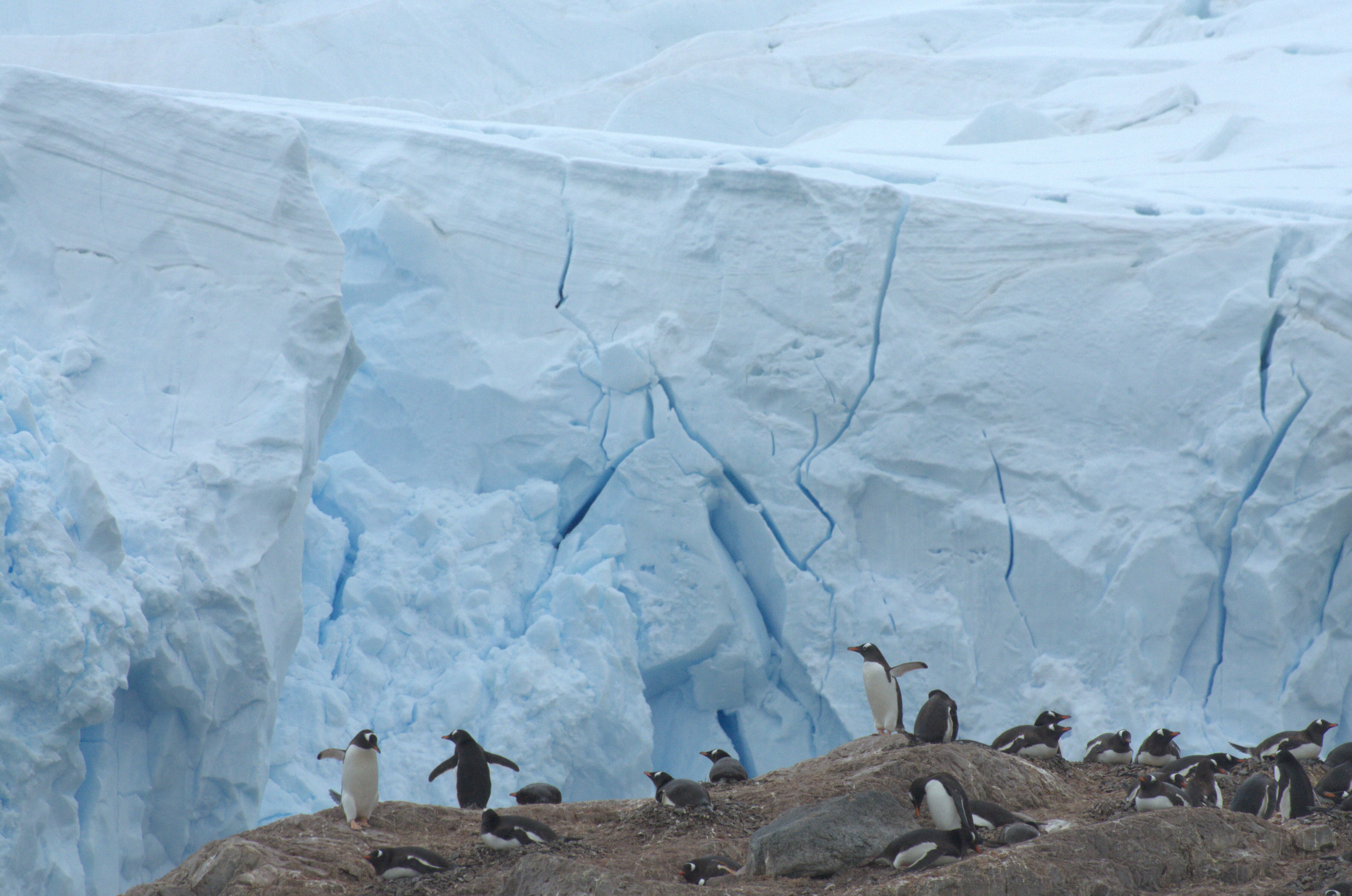 Colonia estudiada en la Antártida