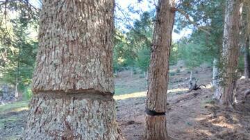 Salvan de la muerte en Málaga los 40 cedros atacados este año por "terroristas medioambientales"