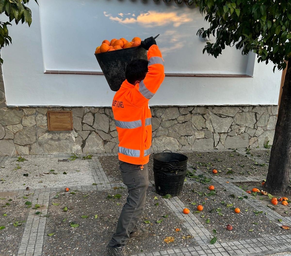 Recogida de naranjas en Jerez