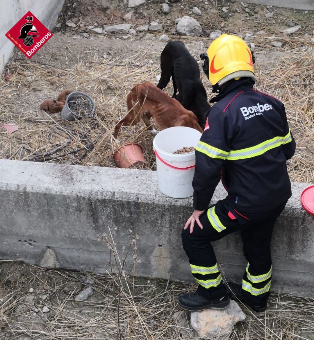 Un bombero con los perros rescatados esta mañana de un terraplén de la autovía a su paso por Cocentaina.