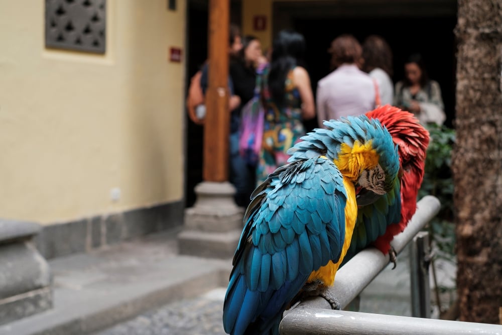 Guacamayos de la Casa de Colón