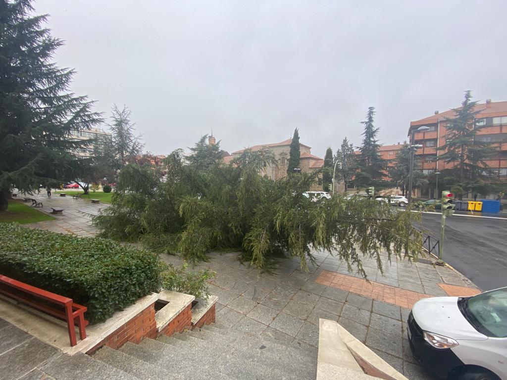 Árbol caído en la Plaza de Santa Ana