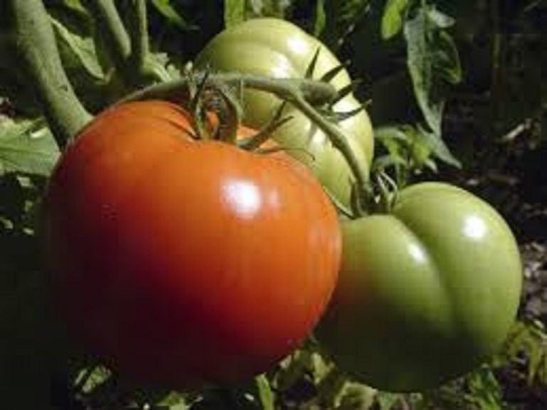 Imagen de archivo de tomates.