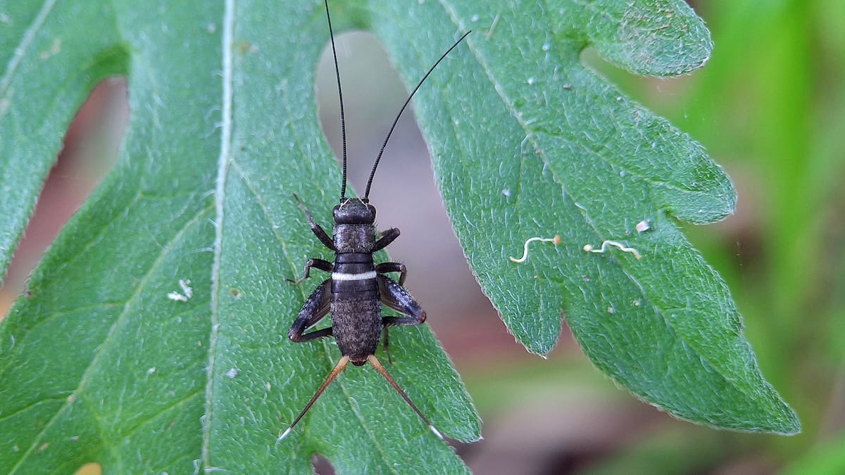 Una bióloga explica la razón por la que las chicharras te taladran la cabeza con su sonido