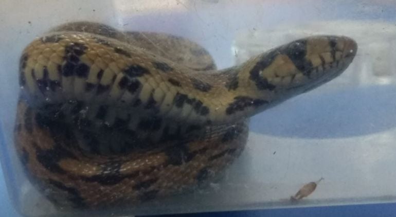 La serpiente fue hallada en un sótano de Las Francesas