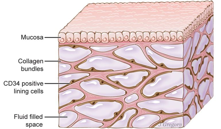 Ilustración del Interstitium.