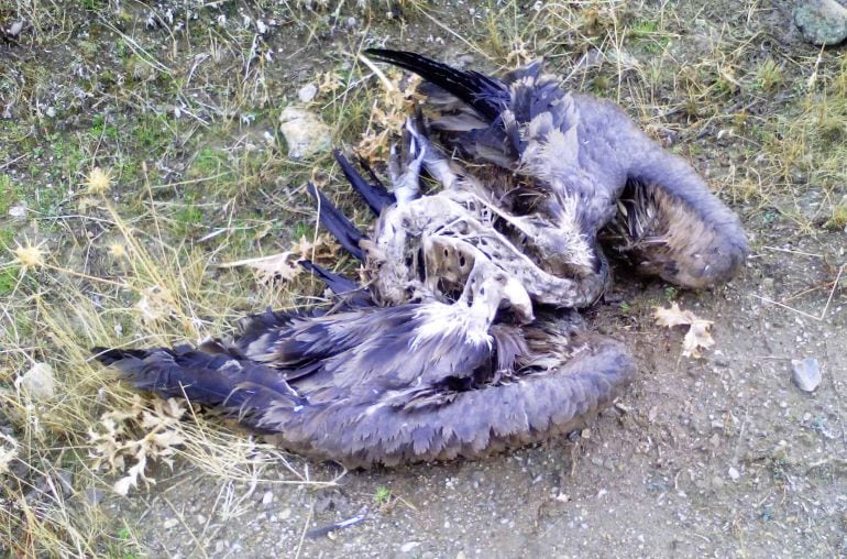 Restos de un buitre leonado hallados cerca del centro de tratamiento de residuos urbanos en Urraca Miguel (Ávila)