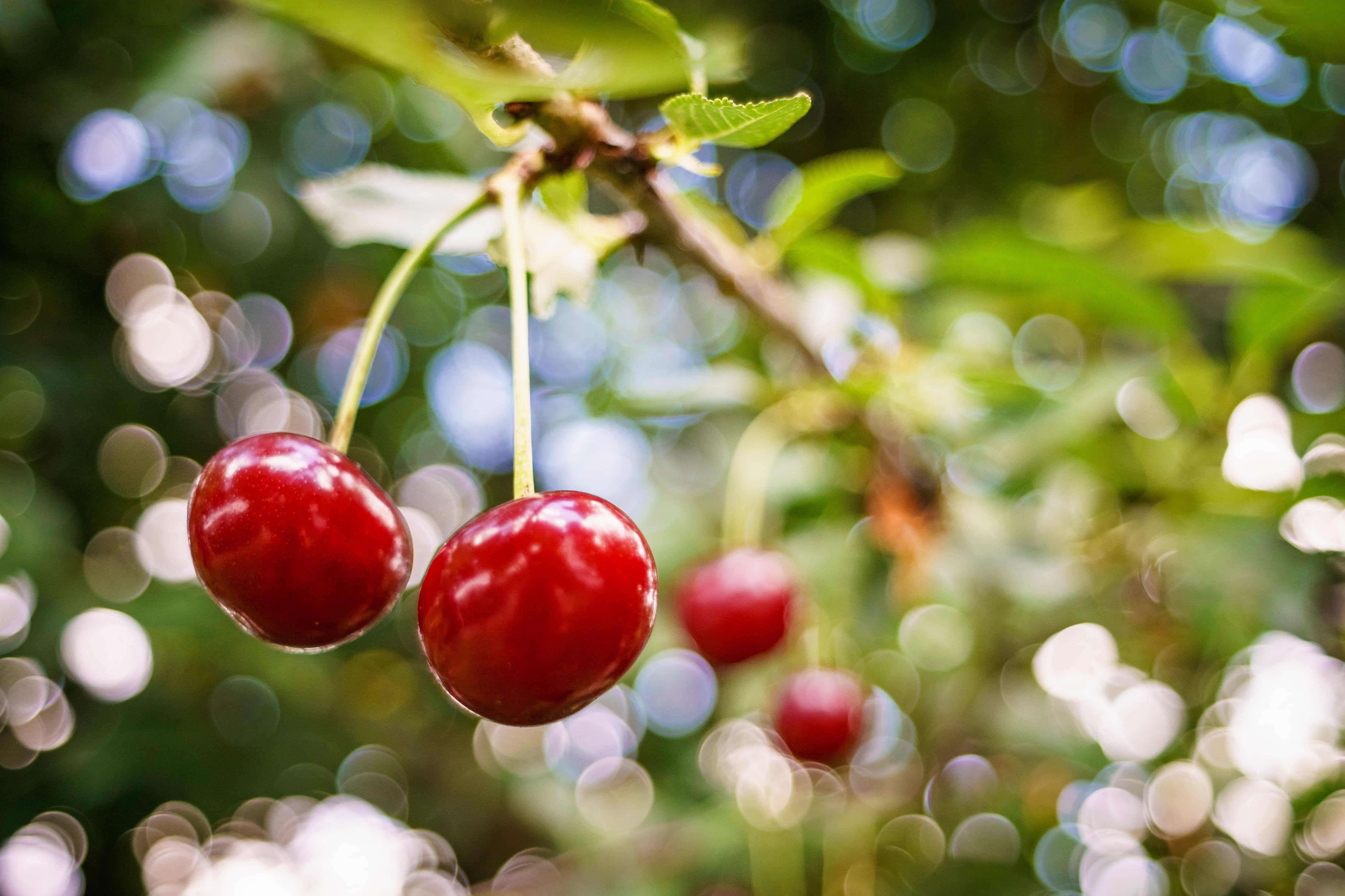 Cerezas en una rama de cerezo