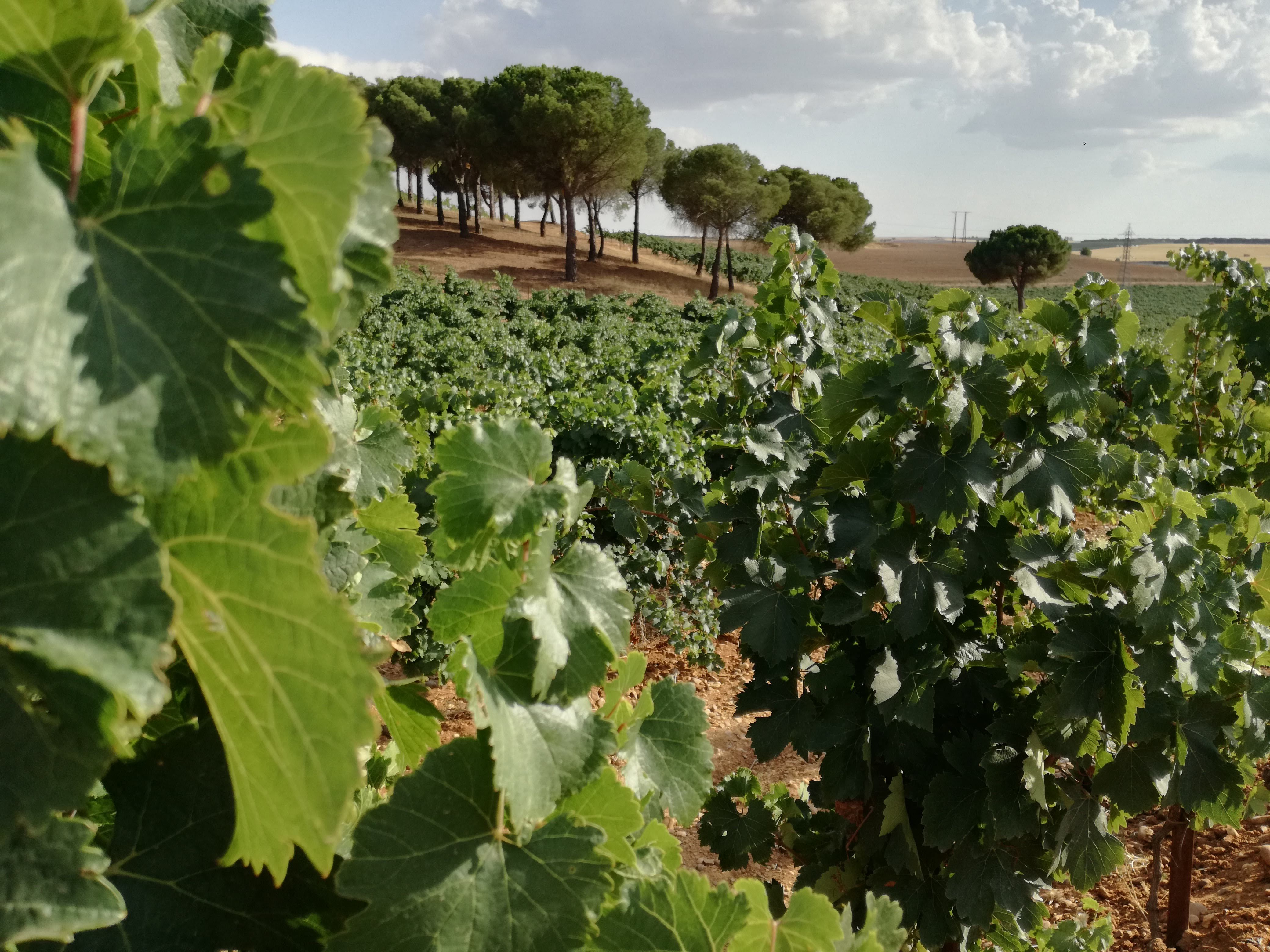 La vendimia centra las actividades programadas por la Ruta del Vino de Rueda