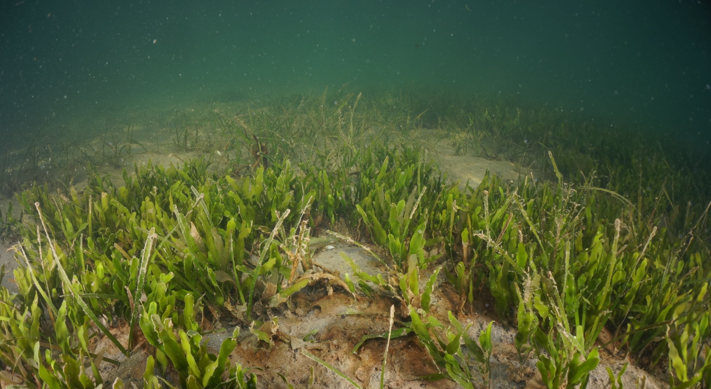 Imagen de archivo del fondo del Mar Menor en junio de 2023