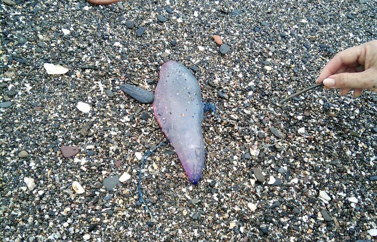 Uno de los ejemplares de calabera portuguesa en las playas de la Misericordia este domingo en Málaga capital