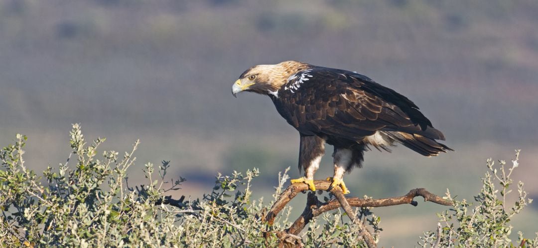 Ejemplar de águila imperial ibérica