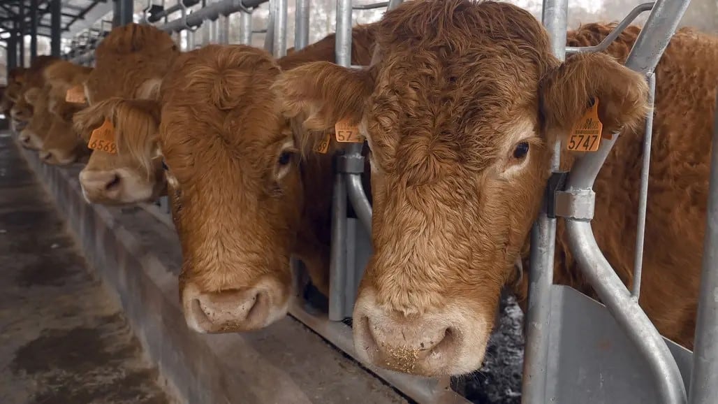 Varias vacas en una explotación ganadera.