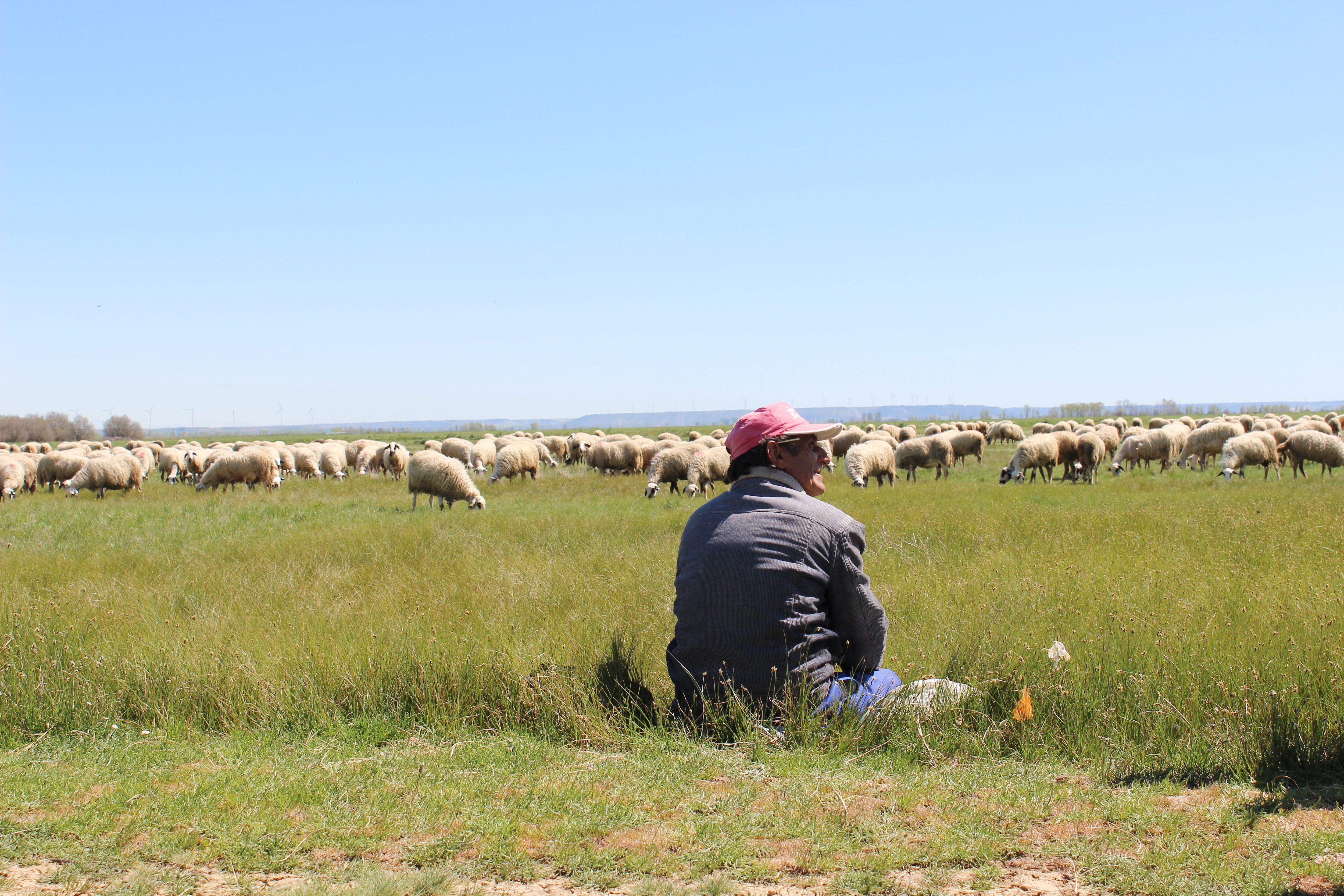 Pastor en la Laguna de la Nava (Palencia)