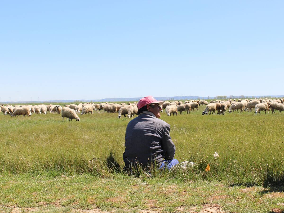 Estudian crear rebaños municipales en la provincia de Palencia