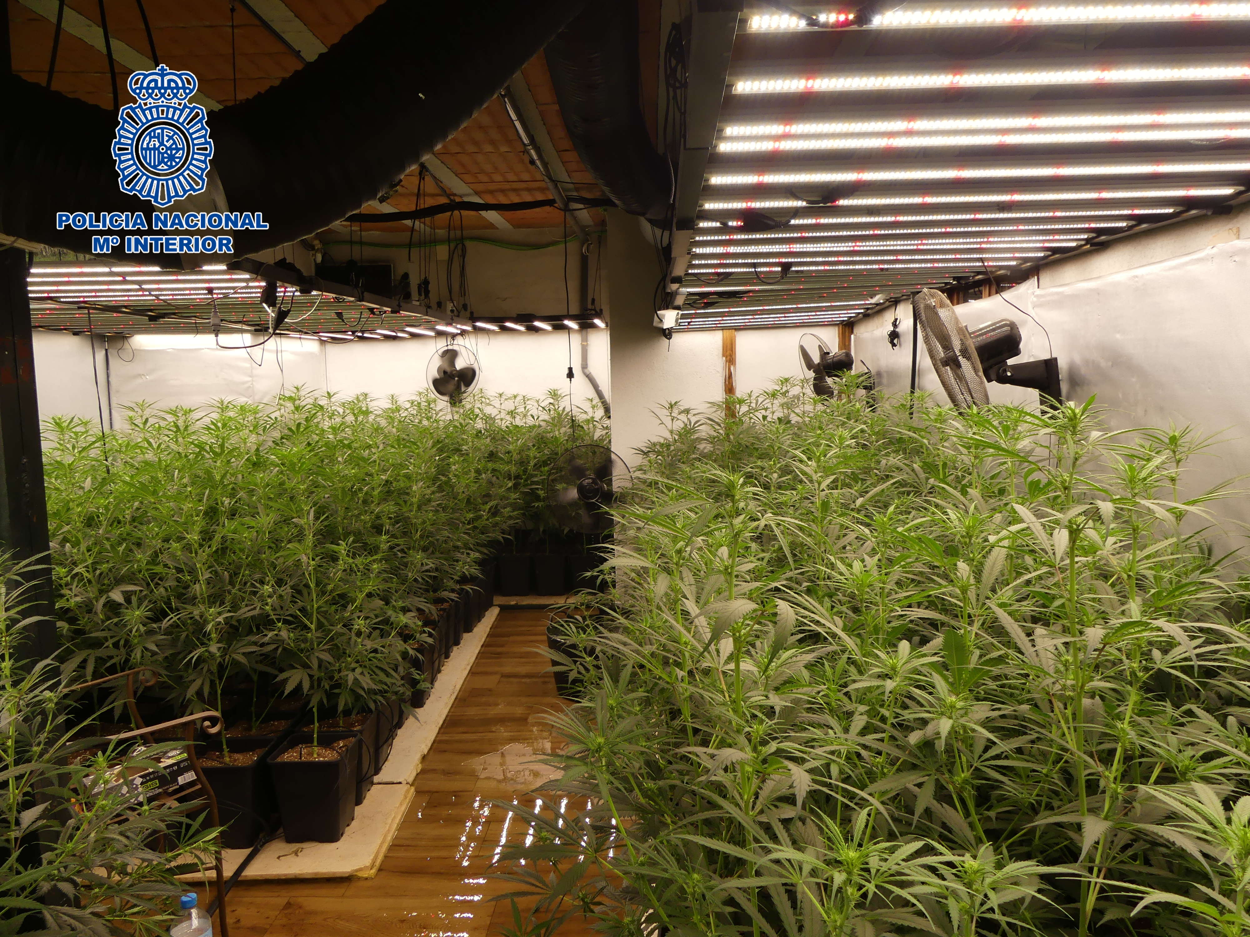 Vista general de la plantación. Foto: Policía Nacional.