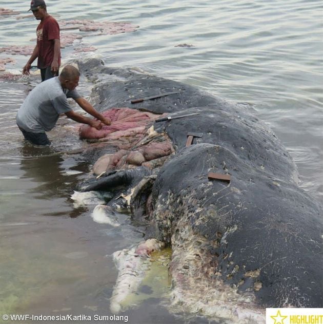 Varios ecologistas junto a la ballena encontrada en la costa Indonesia.