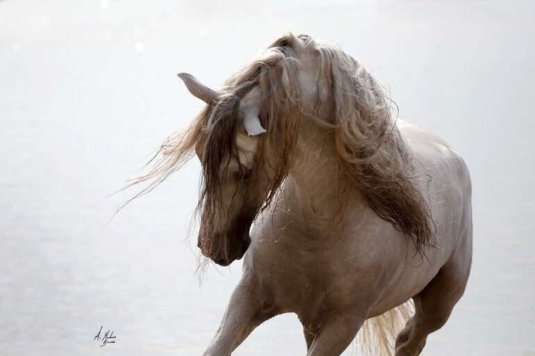 Treinta instantáneas en las que se reflejan la fuerza y el dinamismo del caballo de Pura Raza Española