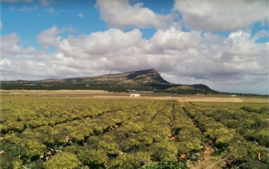 Cultivos al pie del Monte Arabí en Yecla