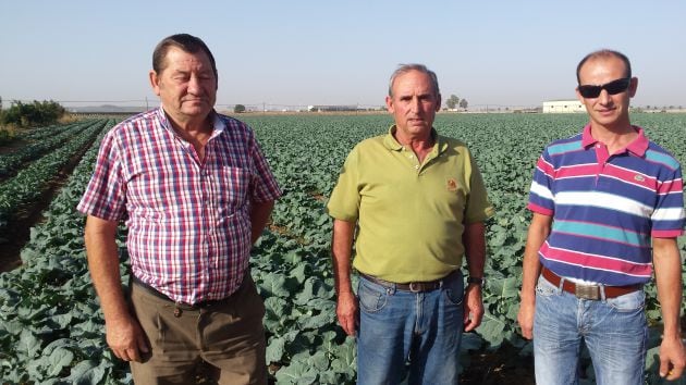 Agricultores de Balboa, pedanía de Badajoz, en un campo de regadío cultivado de brócoli. Luciano Fernández, Pablo Barrantes Maya y su hijo Pablo Barrantes Rodríguez