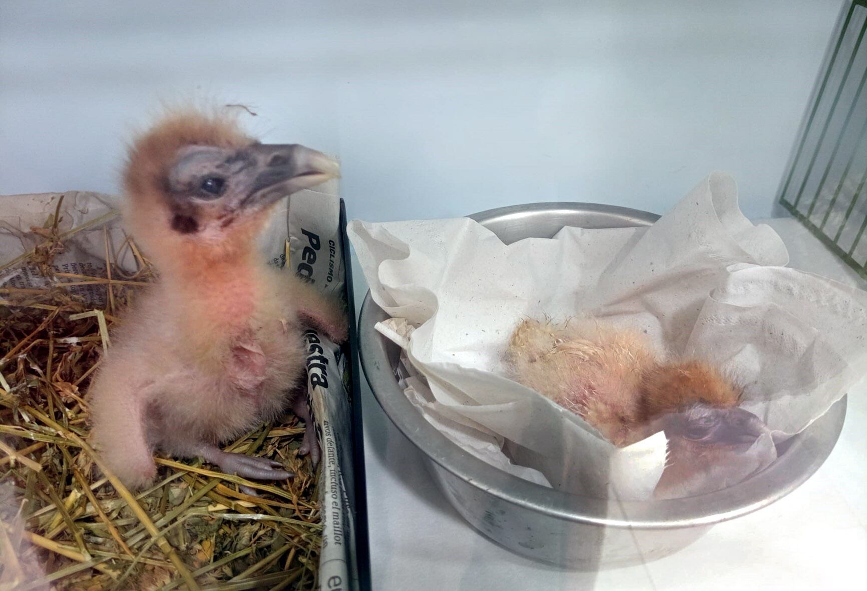 Uno de los alimoches nacidos en el Zoo de Jerez