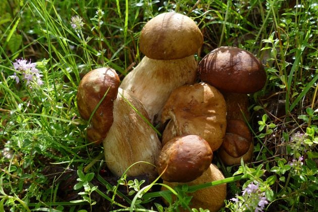 Boletus edulis.