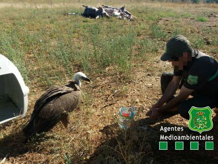 Un agente medioambiental atiende al buitre leonado rescatado del recinto de GSK en Aranda