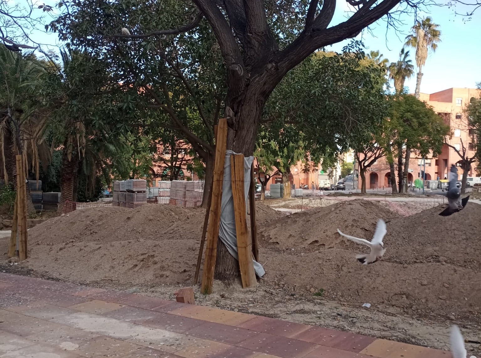 Las melias de las obras de la plaza de San Blas se salvan de la tala o el traslado