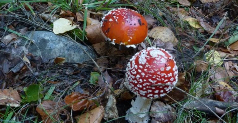 Fotografía de archivo de una &#039;amanita faloides&#039;