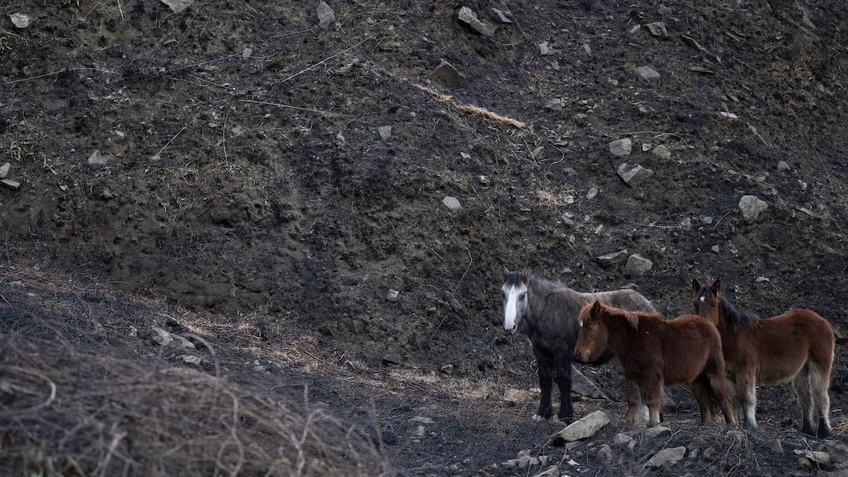 Cantabria evaluará si se rebaja la preemergencia del INFOCANT