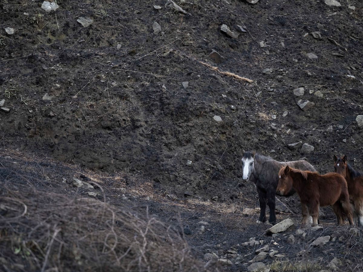 Cantabria evaluará si se rebaja la preemergencia del INFOCANT