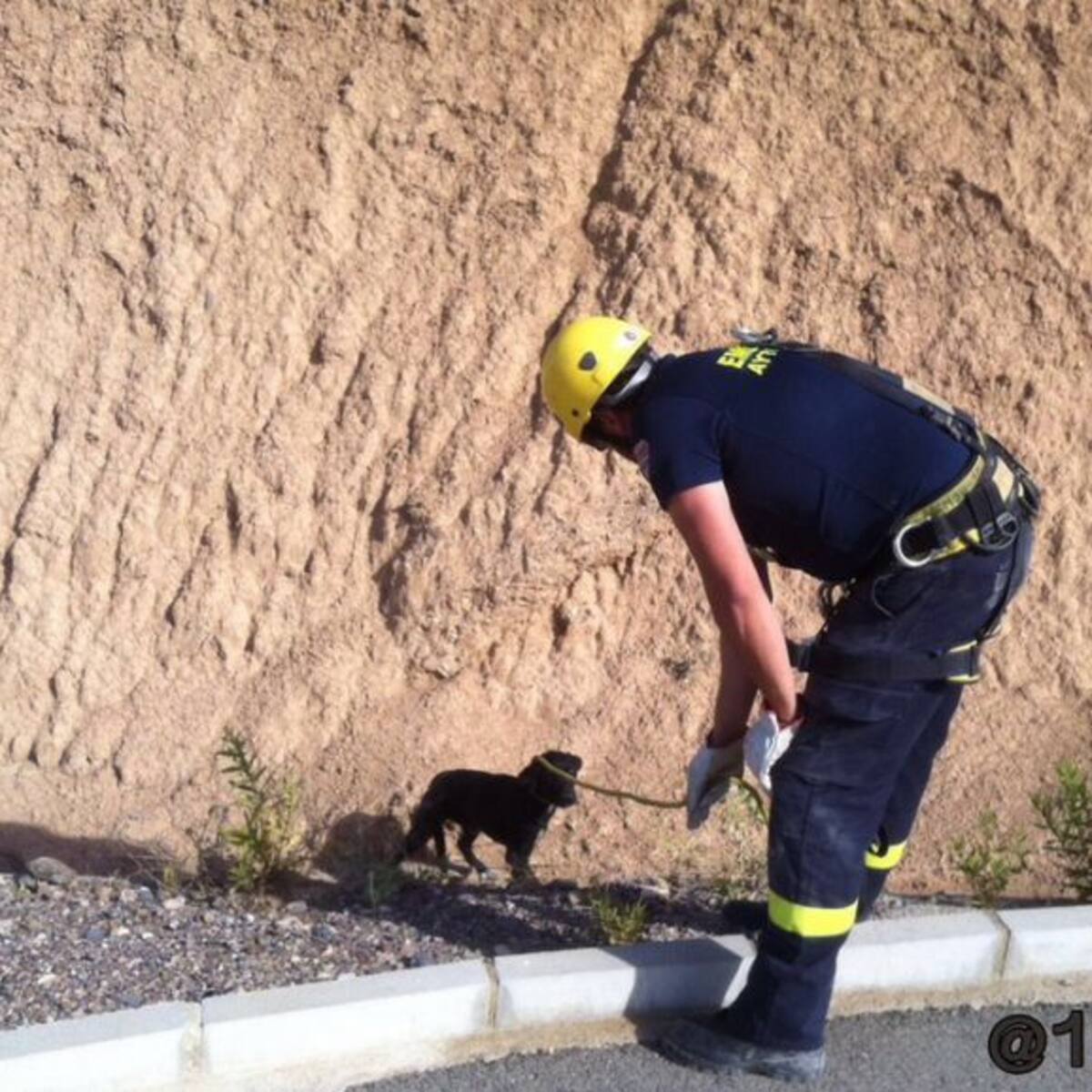 Rescatan a tres cachorros y son adoptados