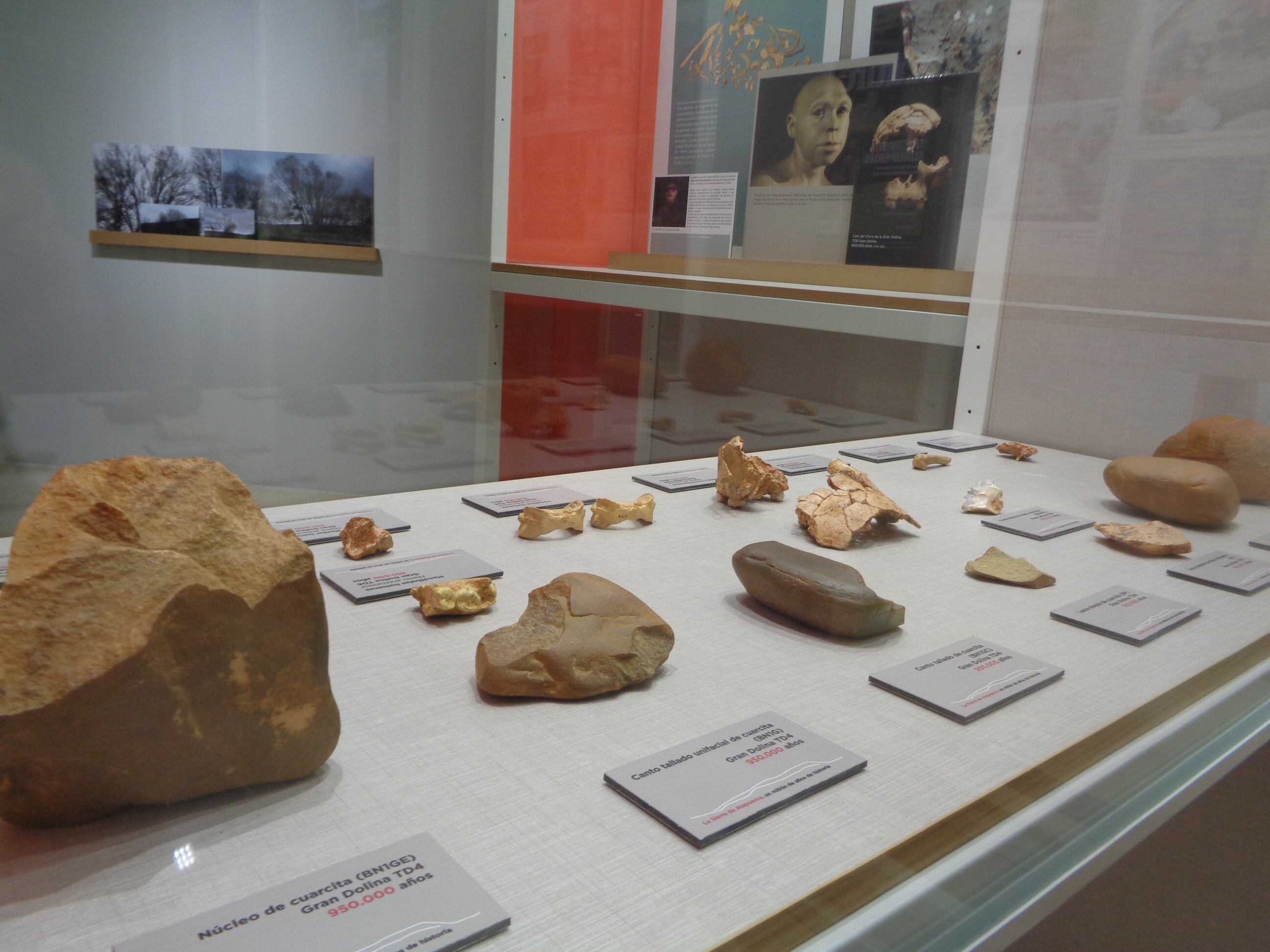 Réplicas de los fósiles de Atapuerca