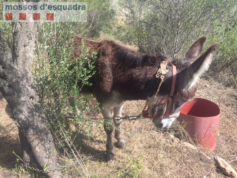 Imatge de l&#039;ase lligat a un cadena metàl·lica a una finca del Coll de l&#039;Alba (Tortosa). 