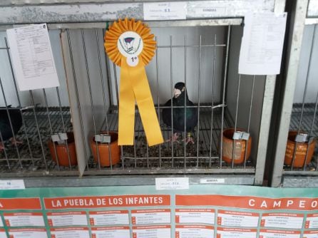 Uno de los palomos premiados