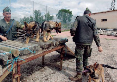 Cachorros de perro de la Unidad de Cría Canina de Ávila