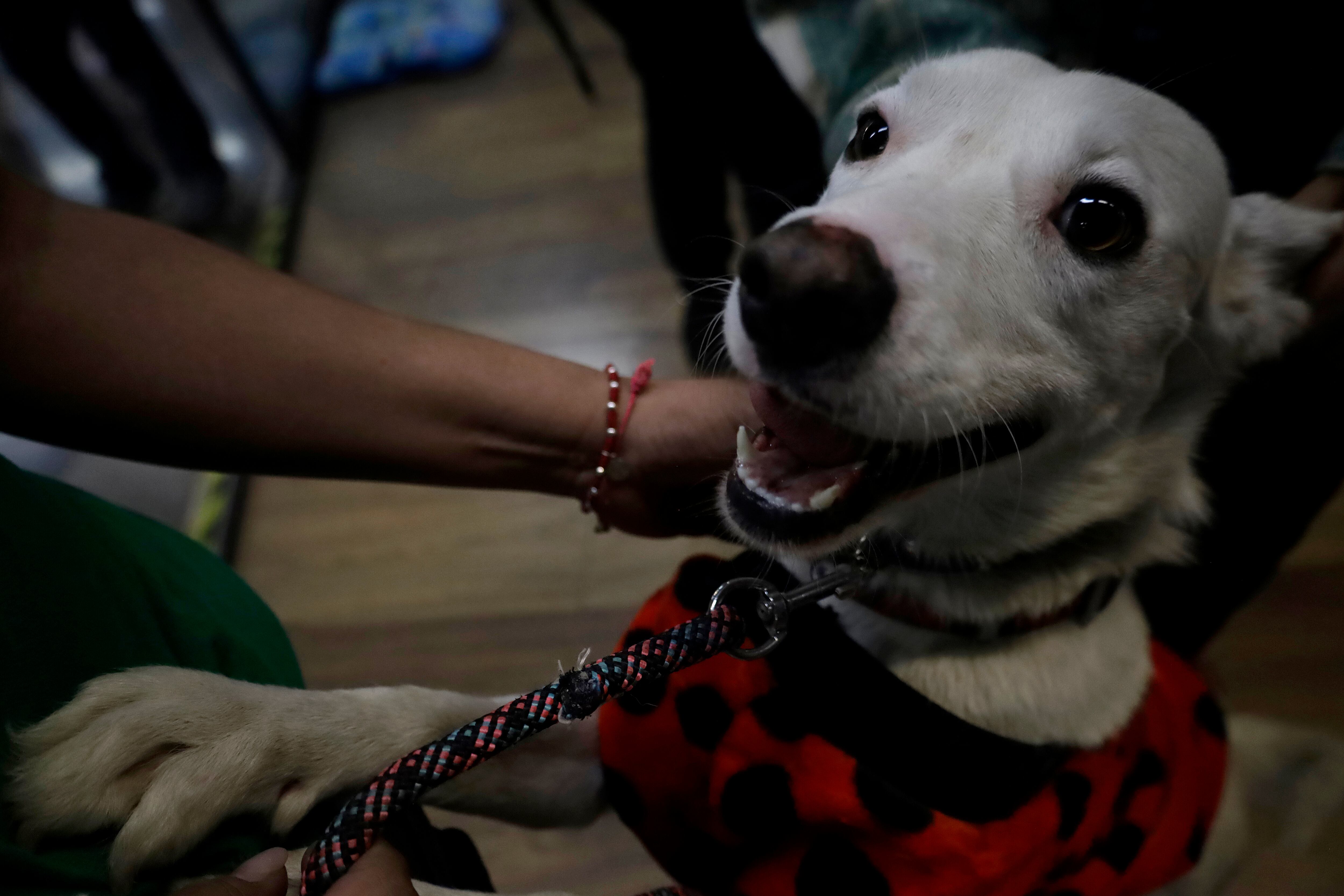 Una persona acariciando un perro.