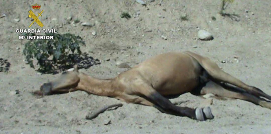 Imagen de uno de los caballos encontrados por la Guardia Civil