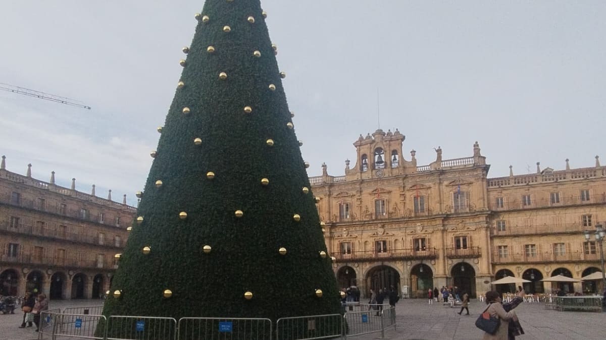 El nuevo gran árbol de Navidad ya decora la Plaza Mayor de Salamanca