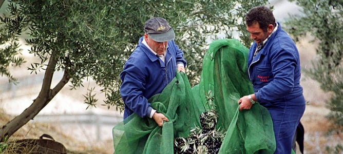 Recogida de aceituna en un olivar (archivo)