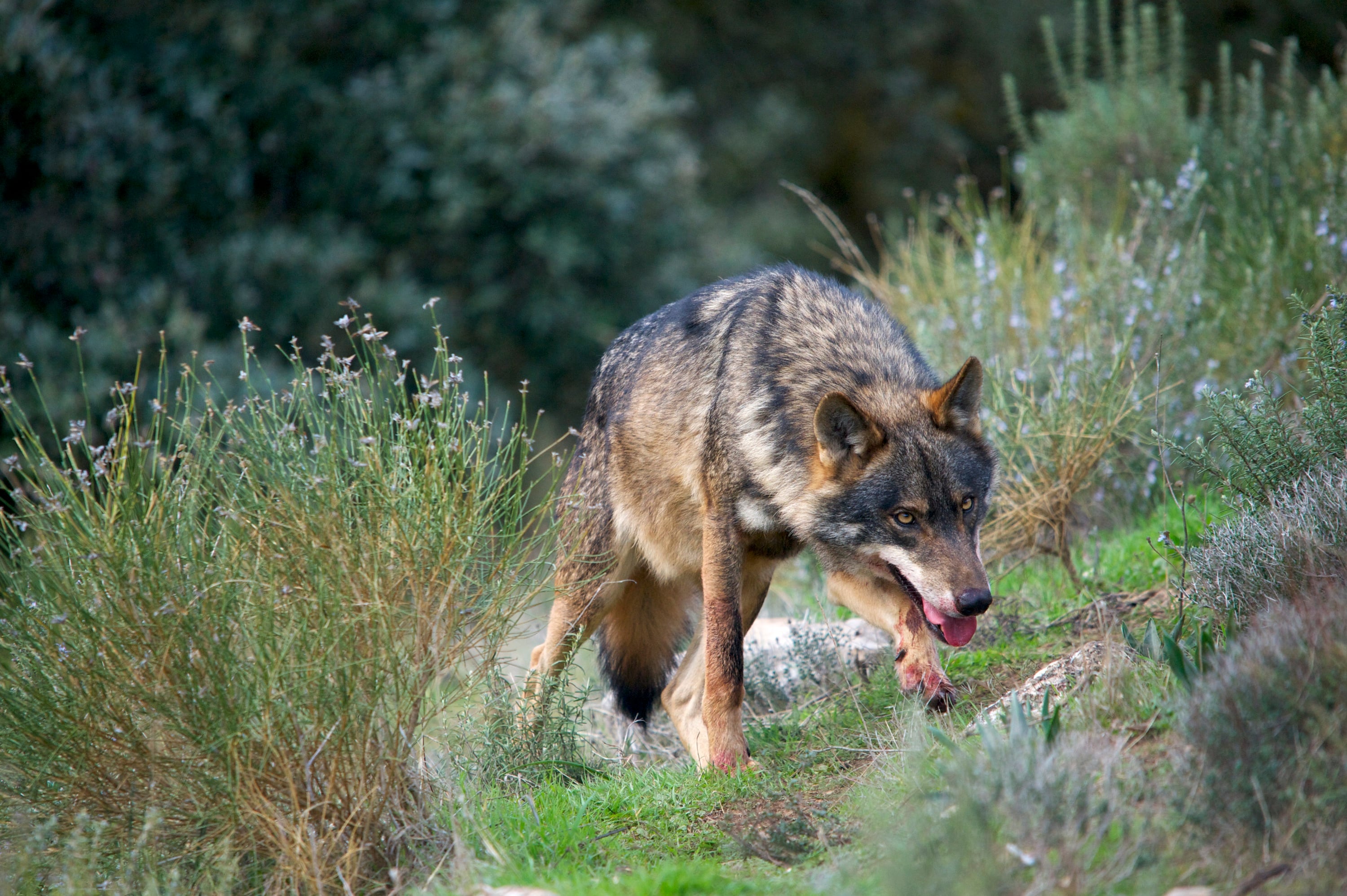 Lobo ibérico (Canis lupus sygnatus). Foto: Arturo de Frias Marques, CC BY-SA 4.0 via Wikimedia Commons