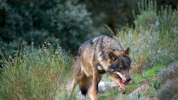 Nace el Fondo de Protección del Lobo Ibérico