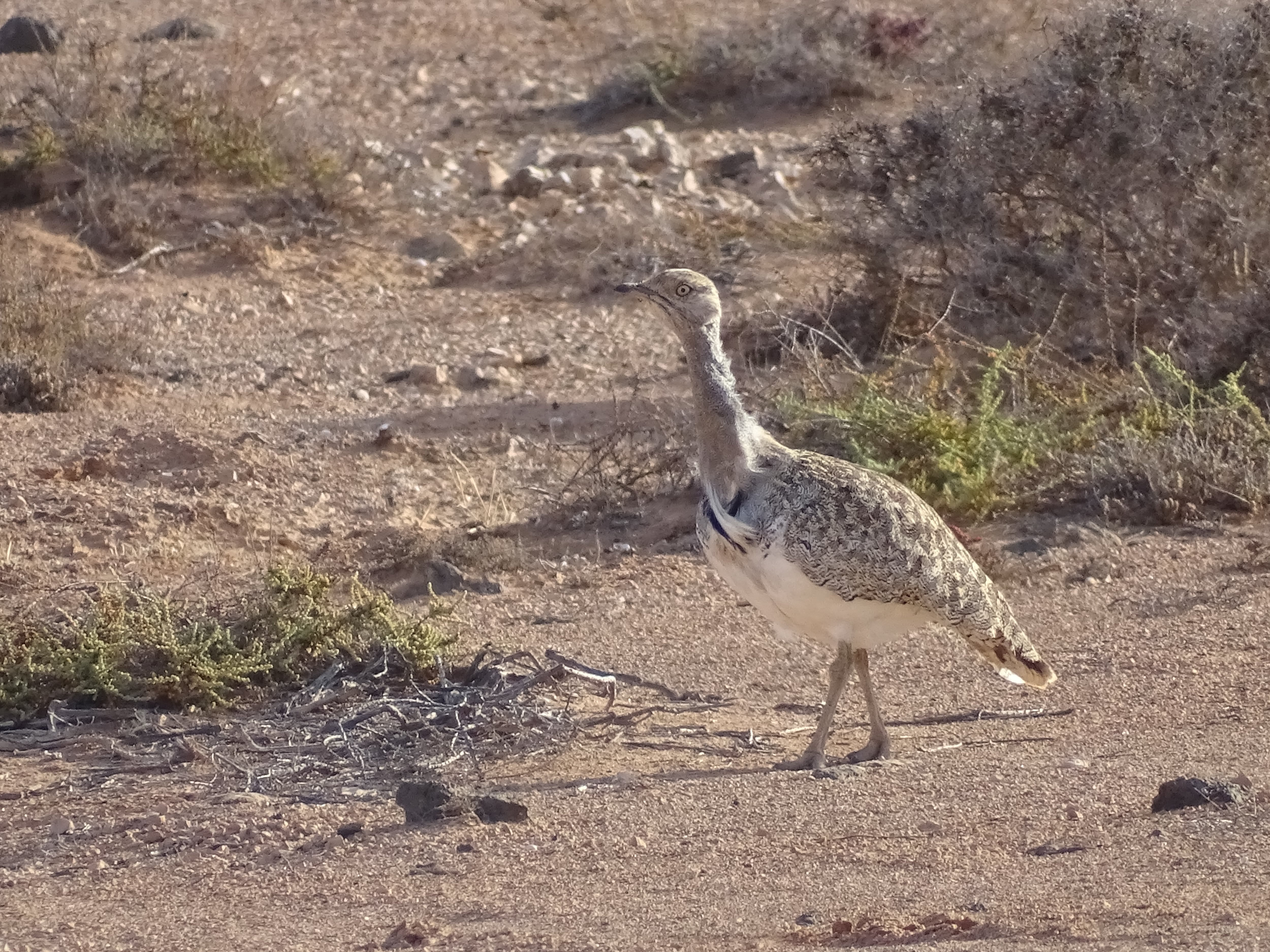 Un ejemplar de Hubara Canaria en Lanzarote.