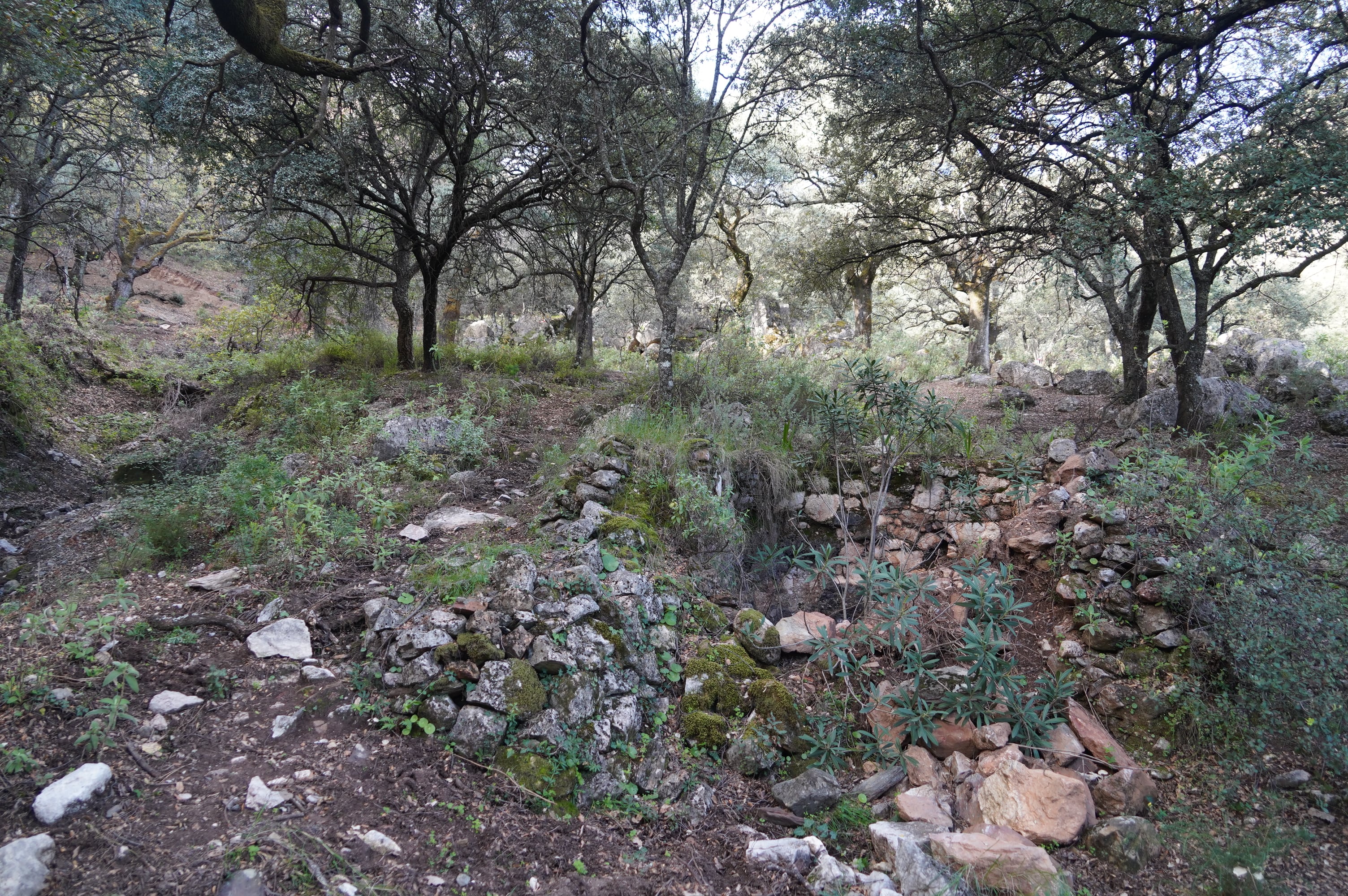 Futuro sendero de &#039;Las Caleras&#039;, en Algatocín