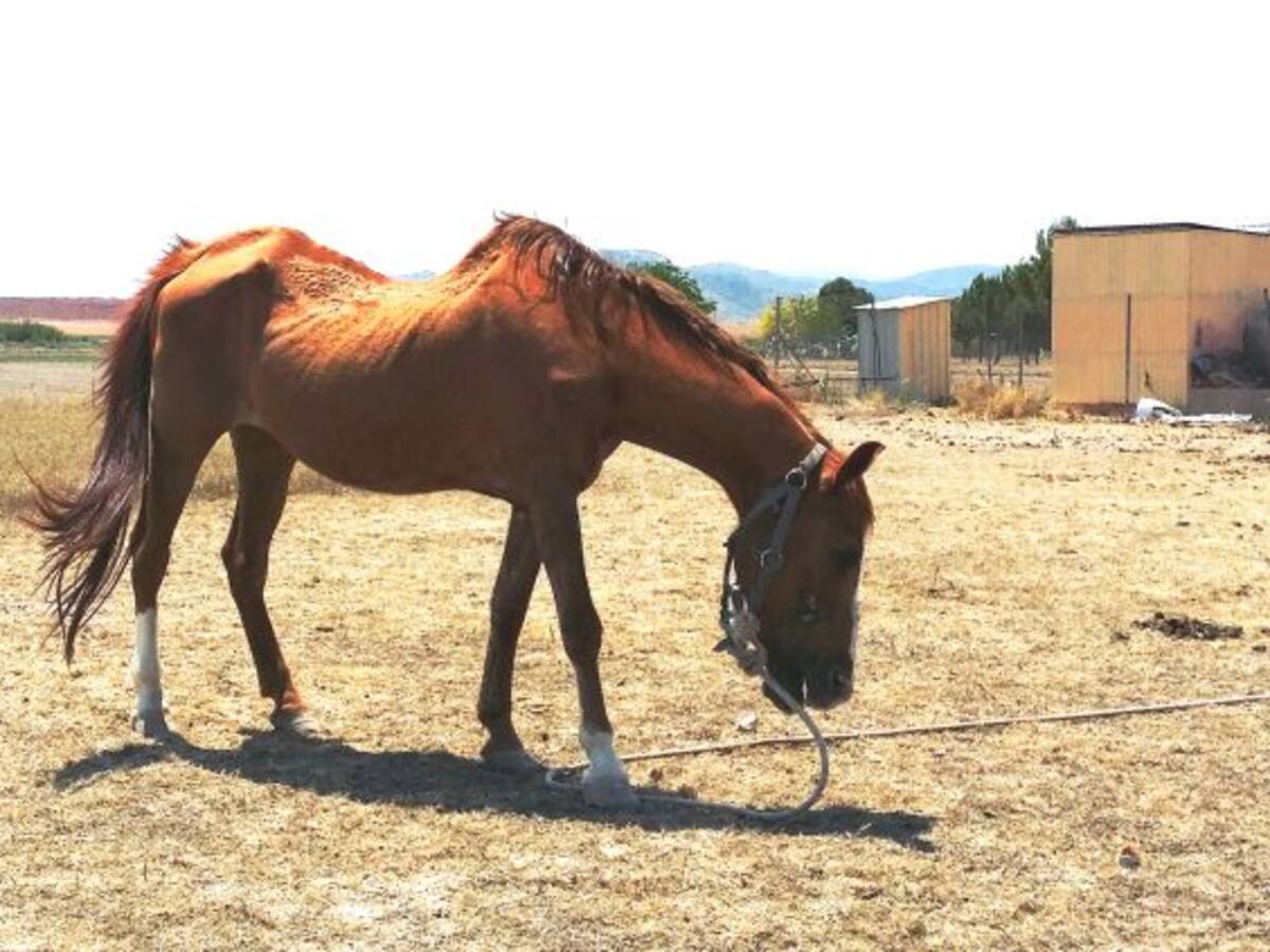 Detenido un hombre acusado de dejar morir de hambre a su yegua