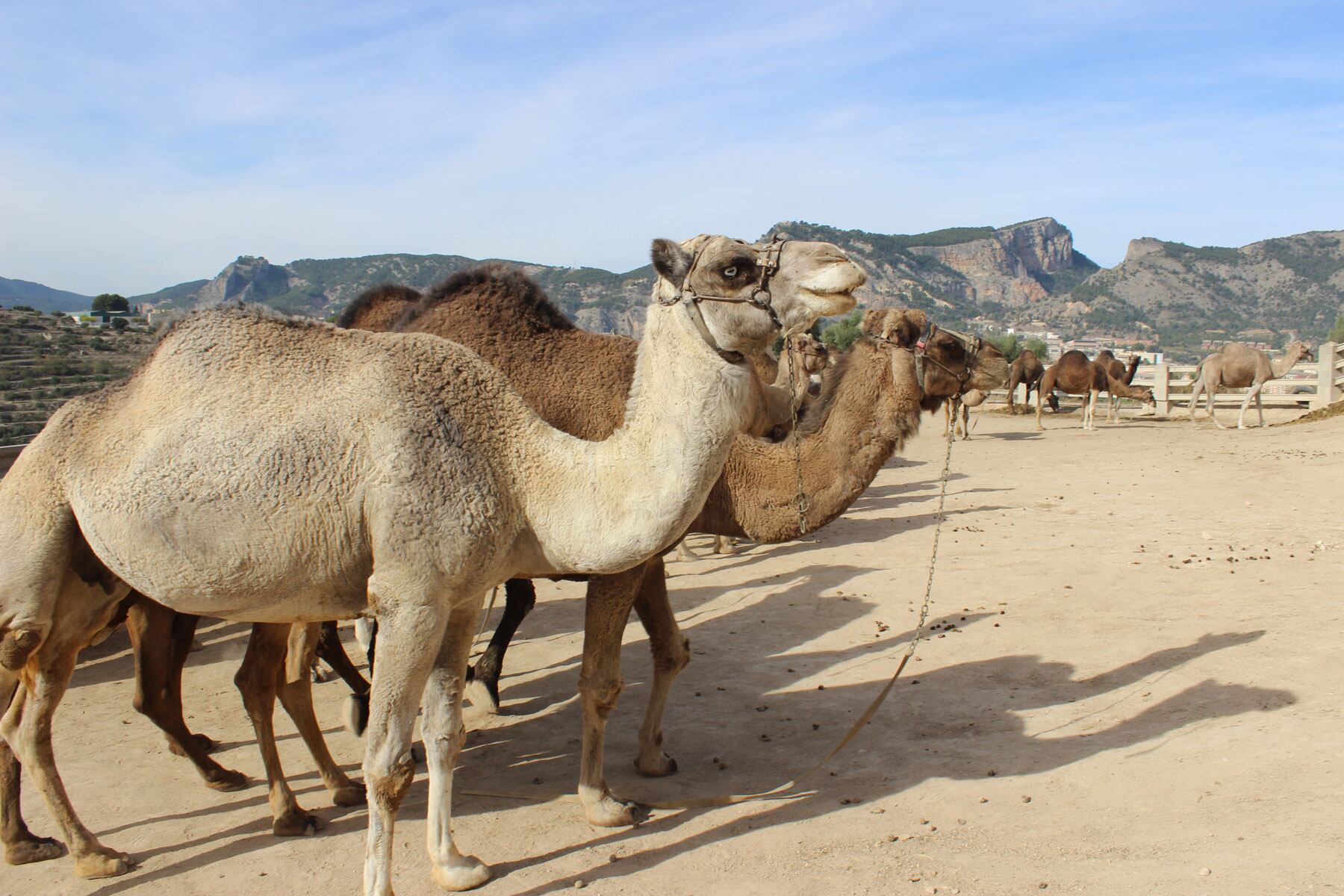 Alguns dels dromedaris de l'Escola d'Equitació Peluca