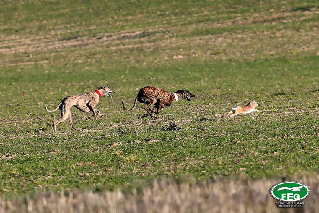 Aplazados los cuartos de final de galgos por las previsiones de lluvia en Madrigal de las Altas Torres