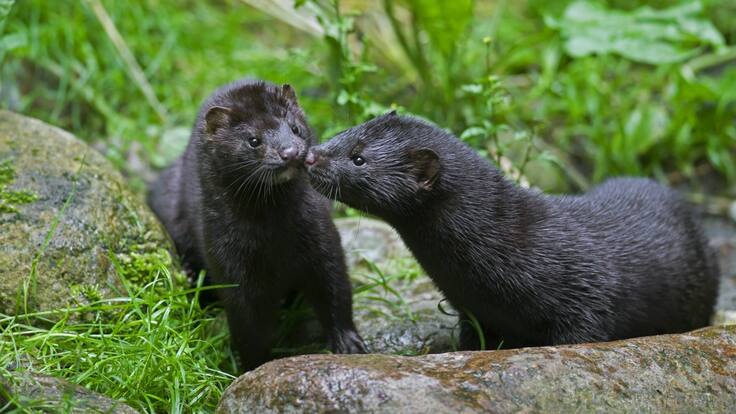 Sacrifican 17 millones de visones en Dinamarca ante una mutación del virus