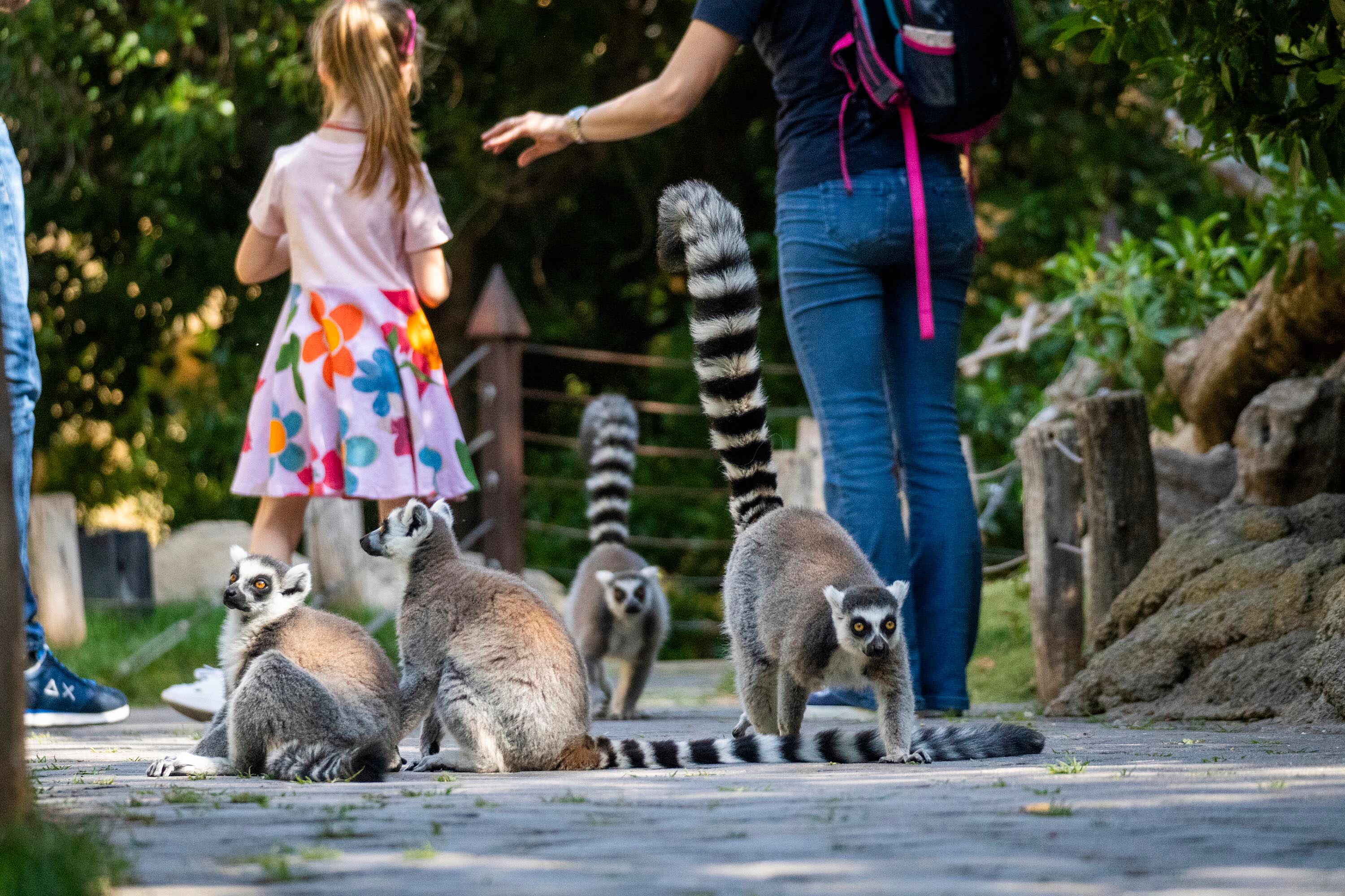 BIOPARC València, premio Travellers Choice 2025 de TripAdvisor
